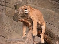 sommeil-lionne