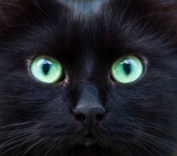 chat-noir