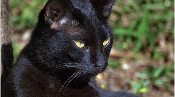 chat-noir-6