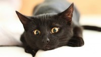 chat-noir-les-yeux