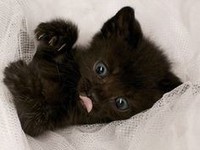chat noir-1
