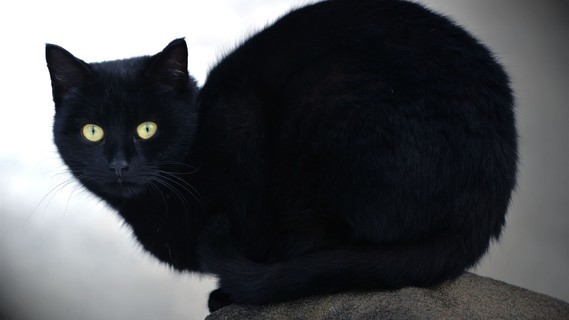 Black-cat-