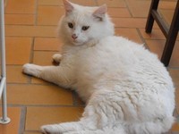 beau-chat-blanc
