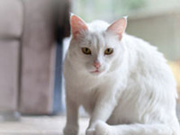 chat-blanc