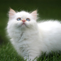 chaton-blanc