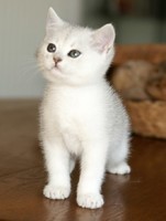 chat-blanc3_