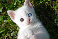 Gato-blanco