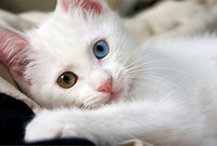 chat-yeux-bleu-