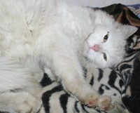 chatte-blanche-