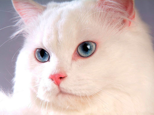 chat-blanc-yeux-bleus