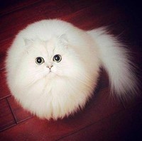 chat-blanc-boule-poils