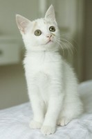 chaton-blanc-yeux-vert