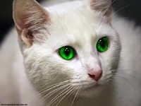 chat-blanc-yeux-vert-