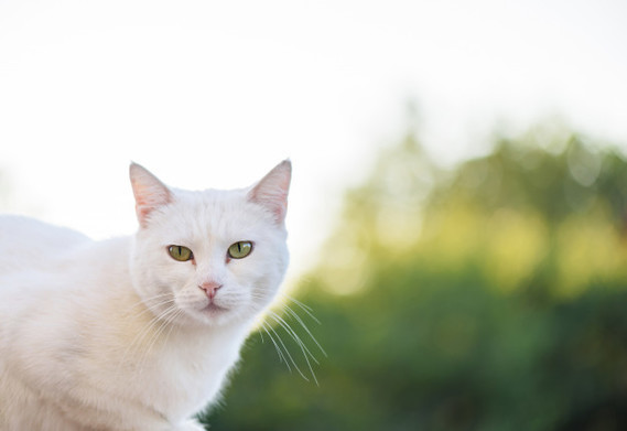 chat-blanc-