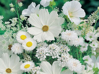 Fleurs-blanches-