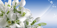 fleurs-blanches-2
