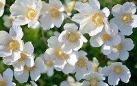 fleurs-blanche 1