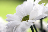 Fleur-blanche