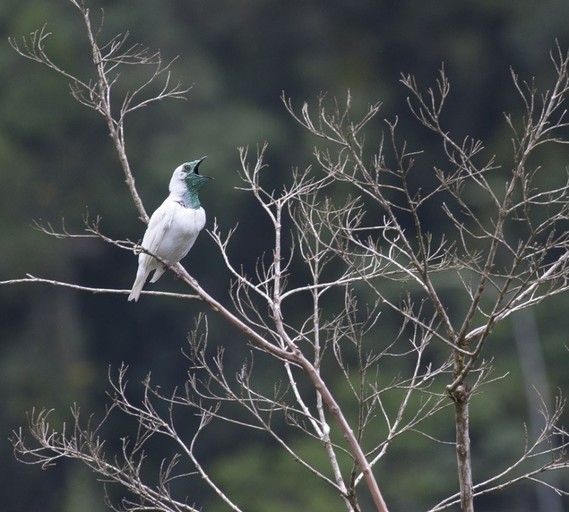 Le Bare-throated bellbird