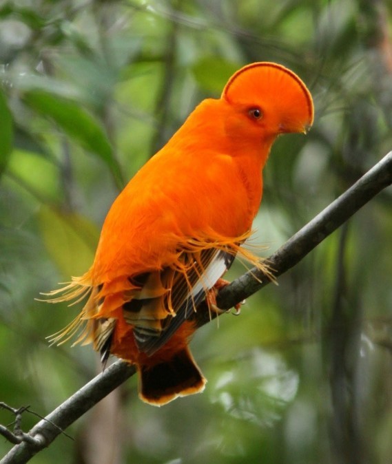 Le Coq-de-roche orange