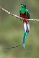 Le Quetzal
