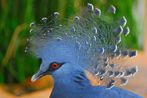 Pigeon-goura-