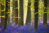 Spring_Forests_