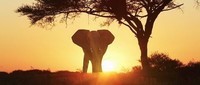 elephant-afrique-3