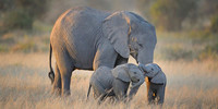 elephant-afrique