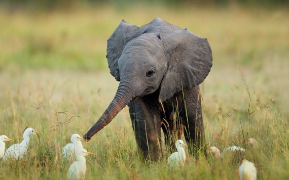 africa-animals-