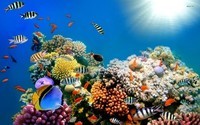 ocean-reef