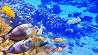 -tropical-fishes_