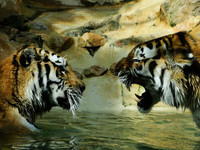 tigres-