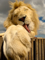 close-up-of-lion-