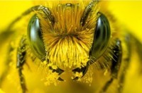 abeille (1)