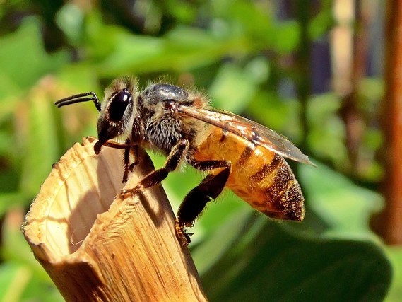 abeille (3)