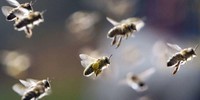 abeilles_2
