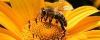 -abeilles-fleur