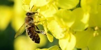 les-abeilles-