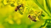 -pollinisateurs-