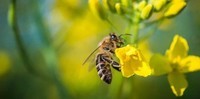 -proteger-les-abeilles
