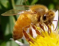 abeille--italienne-