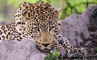 leopard-