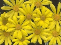 yellow-flowers-8