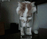 chat-verre