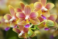 -orchidee