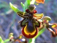 ophrys-speculum