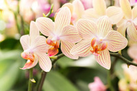 orchidee-