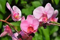 orchidée-min