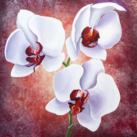 orchidee-blanche-